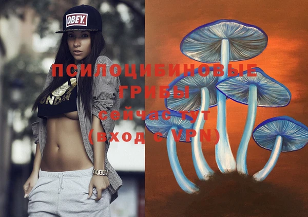 хмурый Аркадак