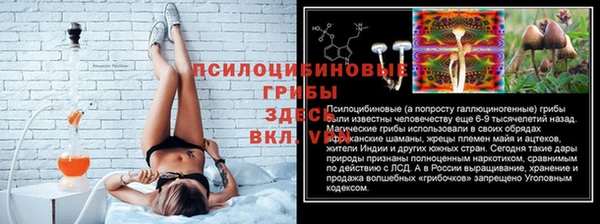 хмурый Аркадак
